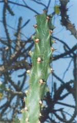 EUPHORBIA NERIFOLIA